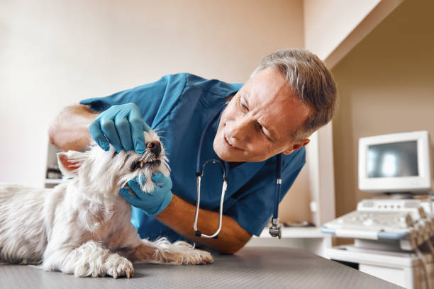 Best After-Hours Dental Trauma Care in Aberdeen, MD